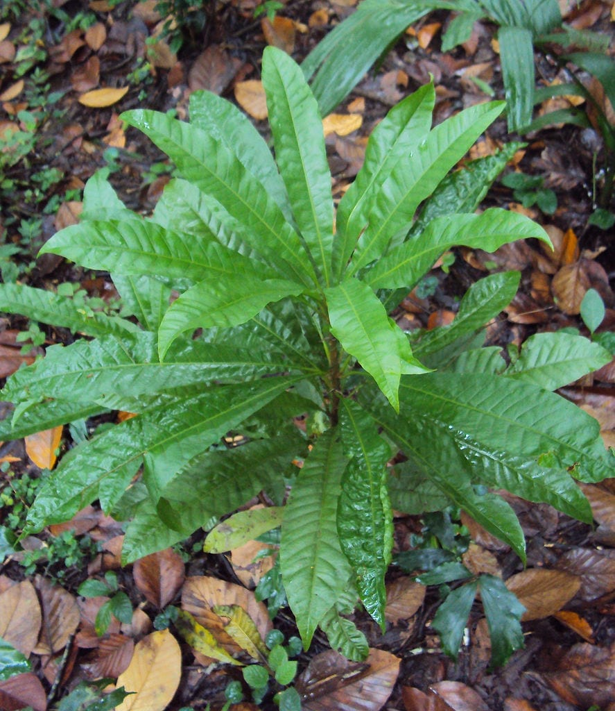 Canistel: cultivo, cuidados y cosecha del huevo vegetal