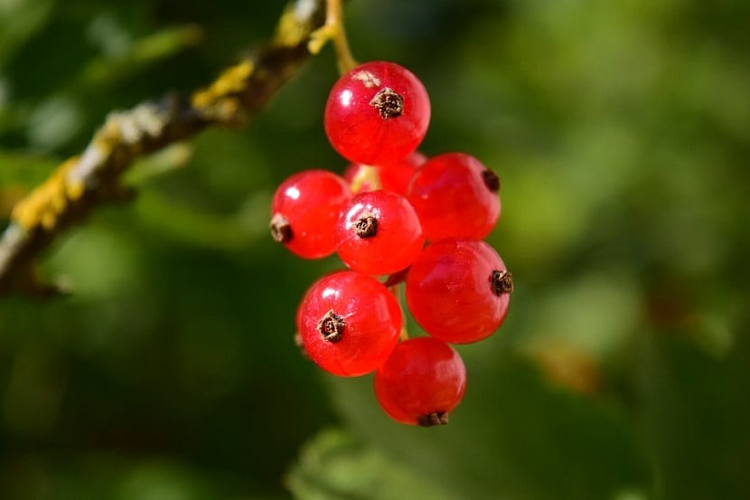 Racimos de grosellas rojas maduras colgando de la rama