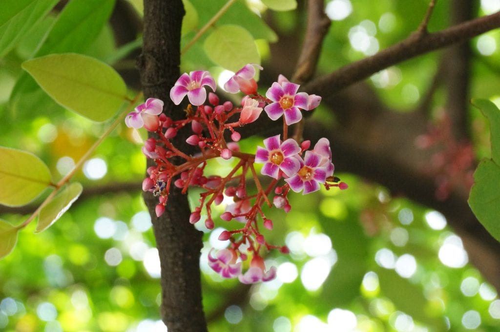 Flores rosadas de Averrhoa carambola sobre la rama