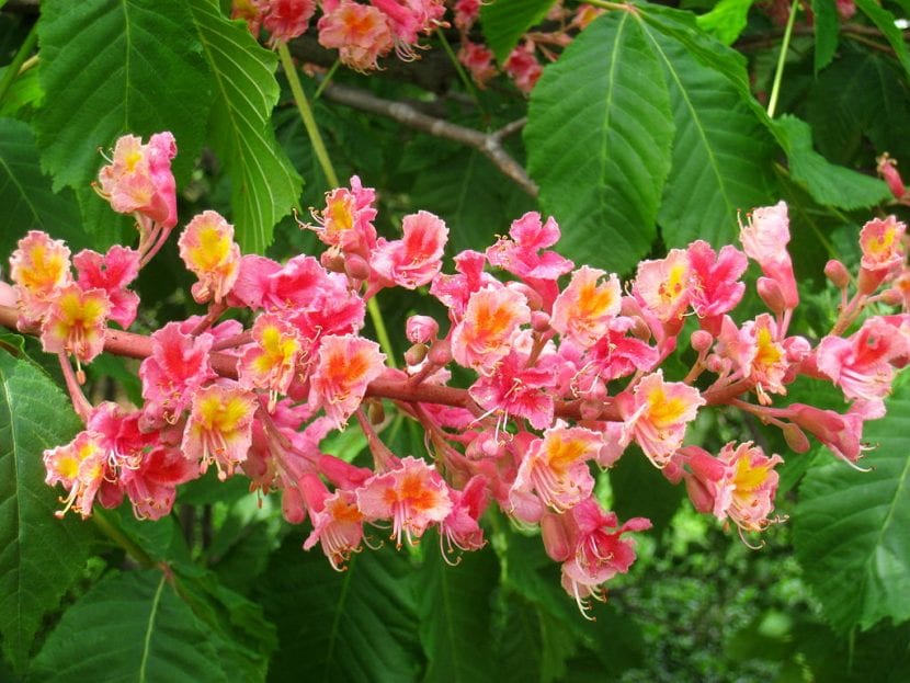 Ejemplar de castaño de flor rosa Aesculus x carnea cultivar Briotii en floración