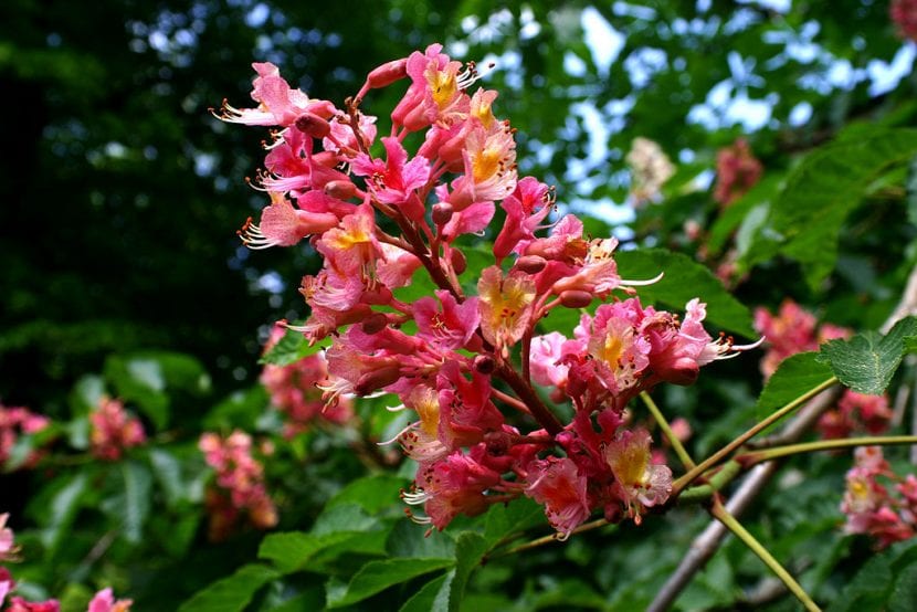 Detalle de la panícula floral rosa del Aesculus x carnea