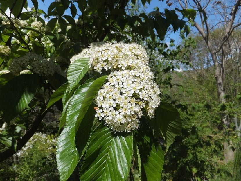 Racimos de flores blancas de Prunus serotina