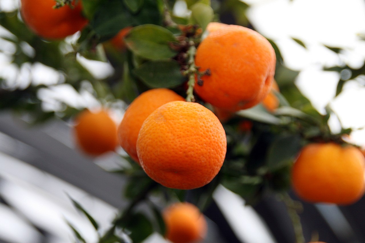 Chinoto (Citrus myrtifolia): cultivo y cuidados completos