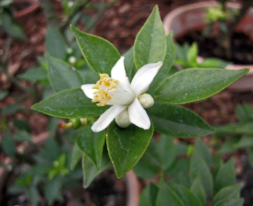 Flor blanca de chinoto abierta en primavera