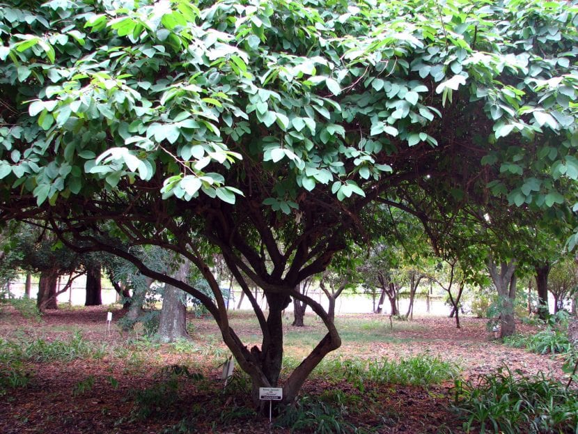 Árbol de Annona cherimola en plena vegetación