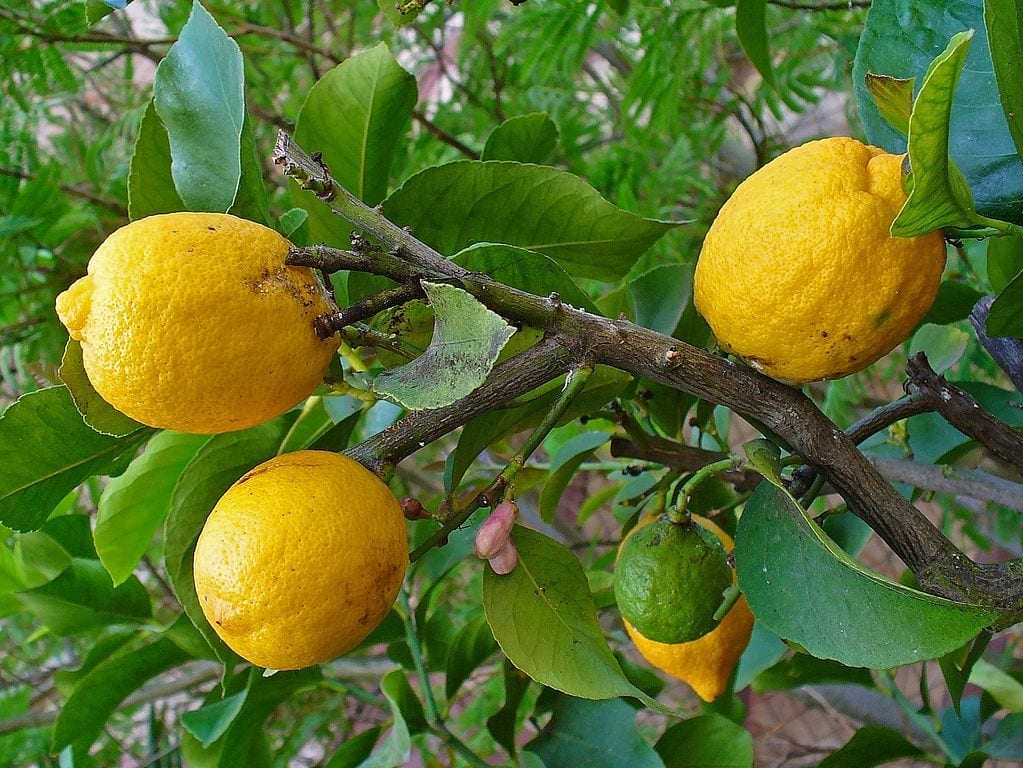 Cidra (Citrus medica): cultivo, cuidados y usos