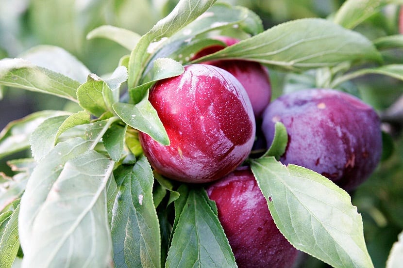 Ciruela roja (Spondias purpurea): cultivo y cuidados