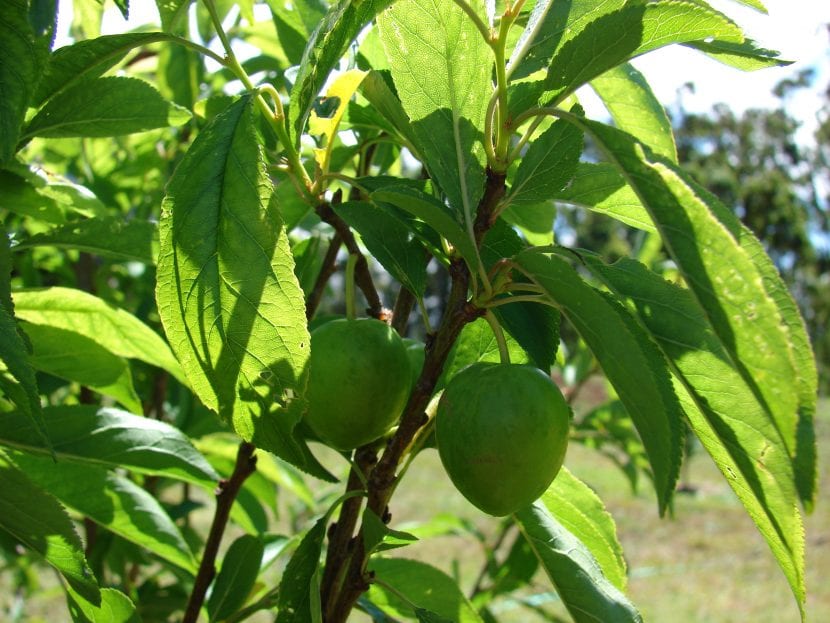 Frutos maduros de Prunus salicina en el árbol