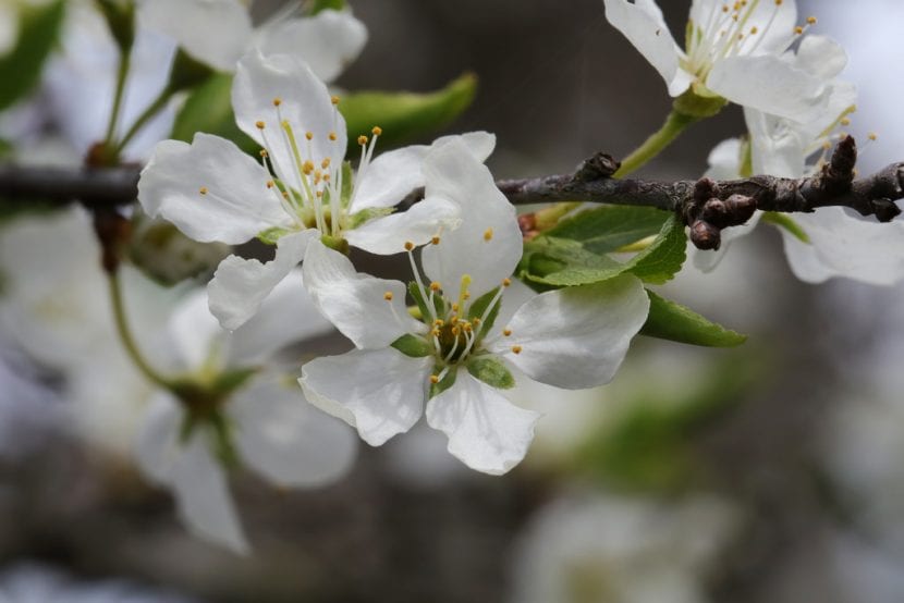 Ciruelo japonés adulto en floración