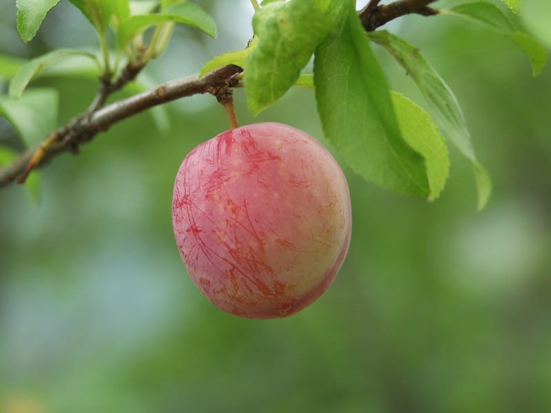 Ciruelo japonés: cultivo, poda y polinización