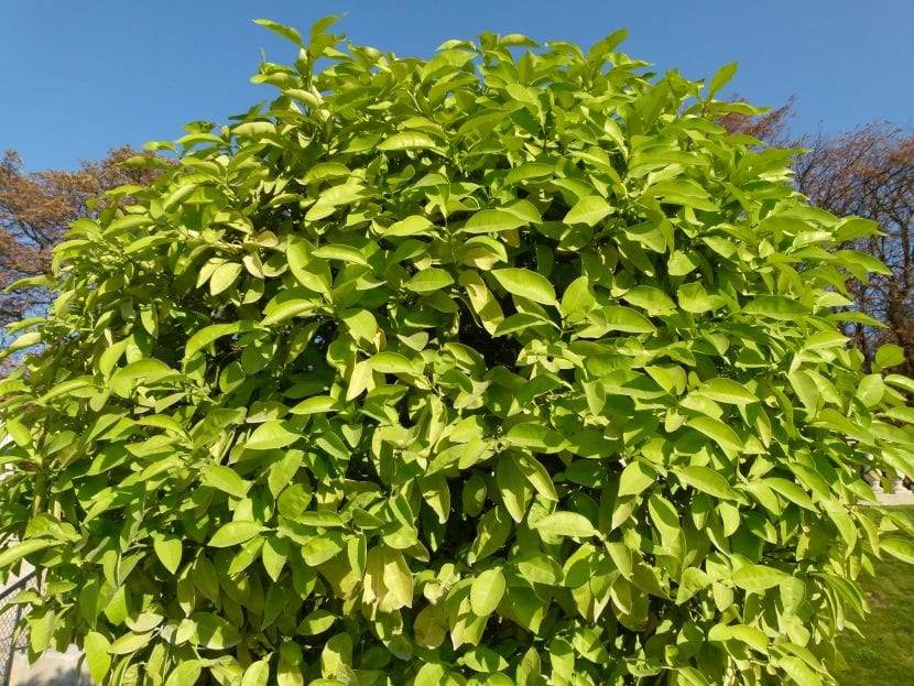 Naranjo amargo adulto con fruta