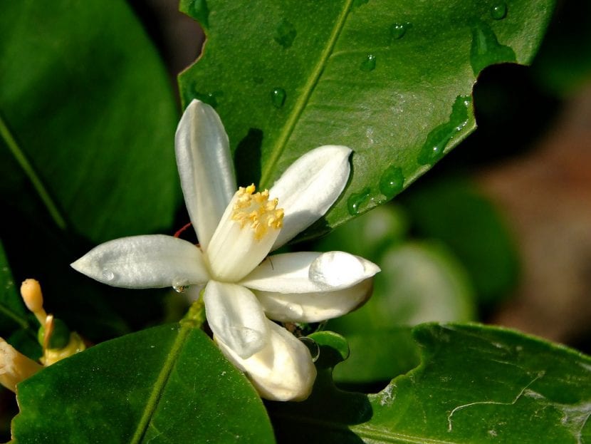 Flor de azahar abierta en un cítrico