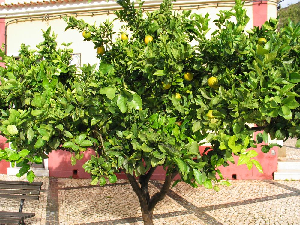 Cítricos ornamentales para el jardín y la maceta
