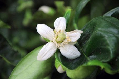 Flor blanca de Citrus maxima