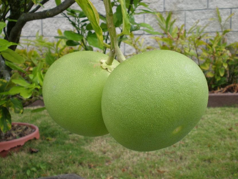 Frutos de Citrus maxima o pomelo chino en el árbol