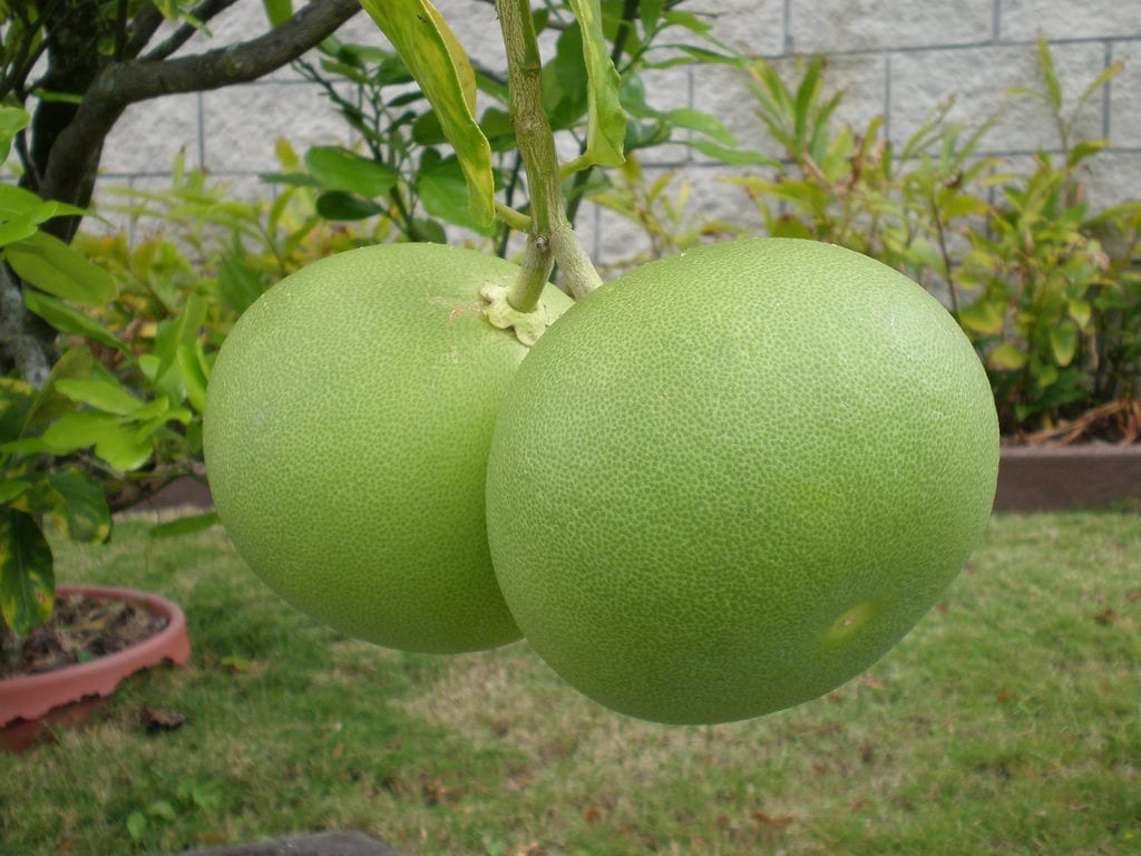 Citrus maxima o pomelo chino: cultivo y cuidados
