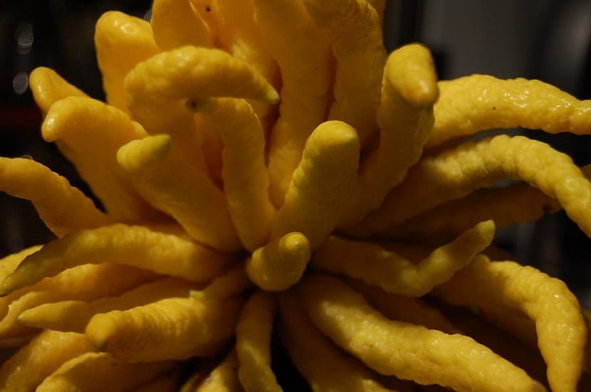 Daños de plagas y enfermedades en hojas de cidro