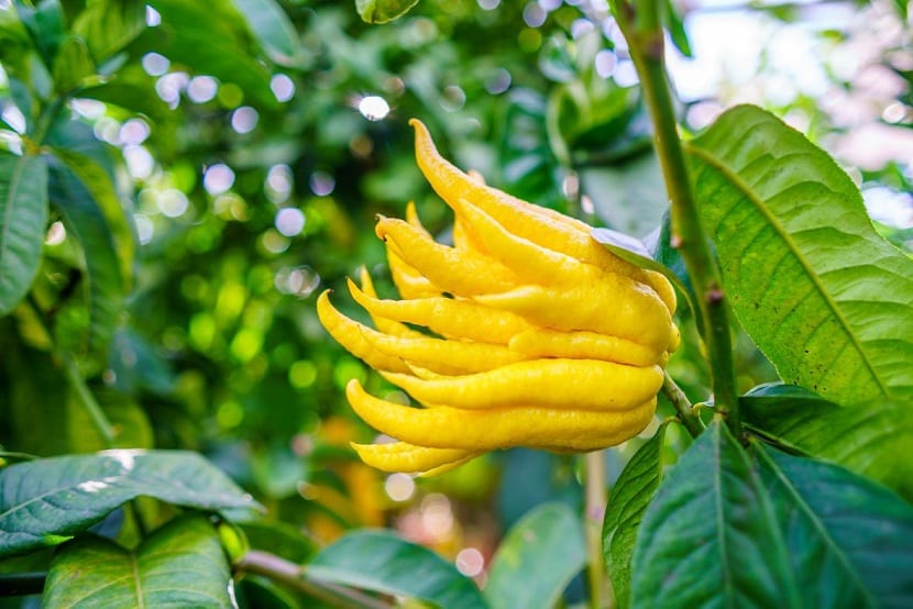 Citrus medica: cultivo y cuidados del cidro y mano de Buda