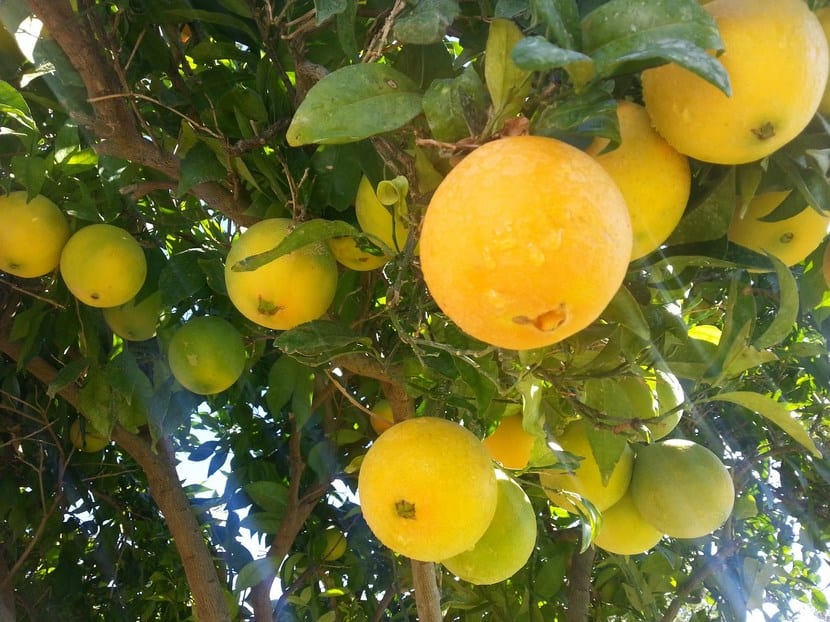 Frutales poco comunes cultivados en España