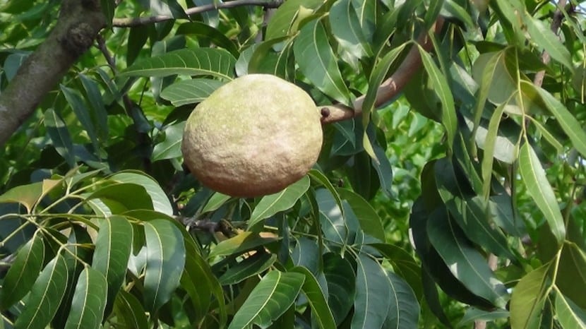 Clasificación de los árboles frutales: tipos y cómo elegir