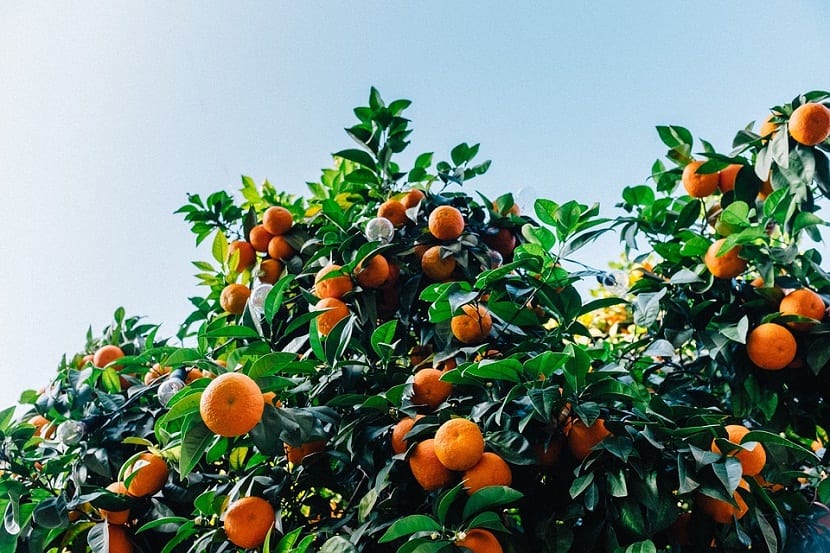 Clementino cargado de fruta madura