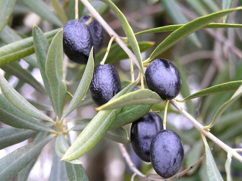 Aceitunas maduras recién recogidas del olivo