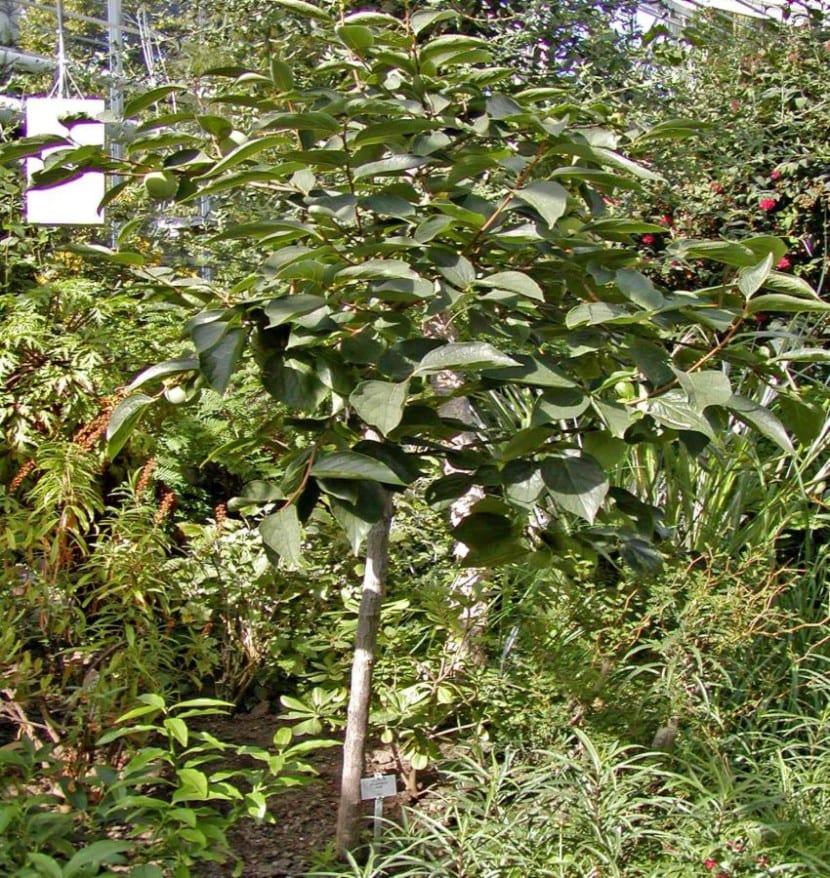Caqui, Diospyros kaki, cargado de fruta en otoño