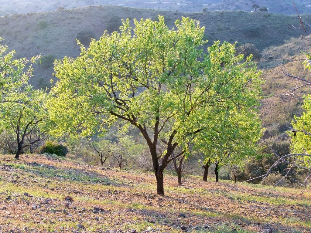 Cuidados de los frutales en otoño: riego, poda y tratamientos