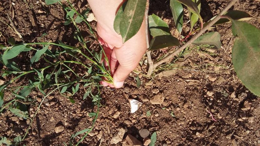 Retirar la hierba alrededor del tronco del frutal