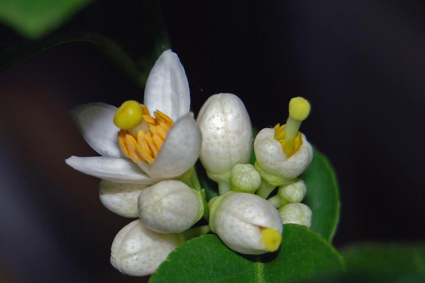 Flores blancas del limero