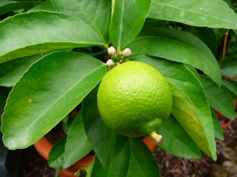 Frutos de lima en el árbol