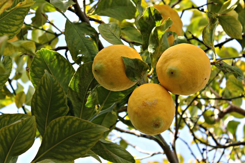 Cómo cuidar un limonero y por qué se le ponen las hojas amarillas