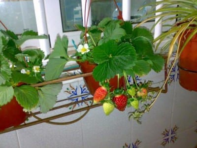 Hortalizas cultivadas en macetas en una terraza