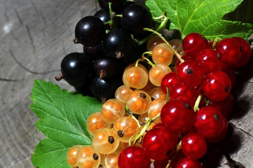 Cómo cultivar grosella: plantación, poda y cosecha