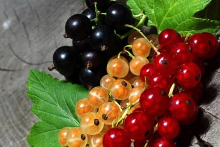 Racimos de grosellas rojas maduras en la mata