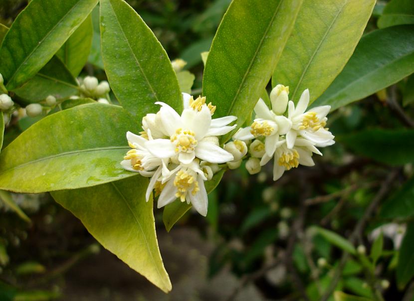 Flores blancas de kumquat en la planta