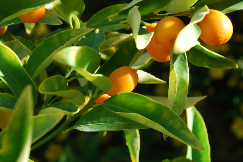 Naranjo chino o kumquat cargado de frutos