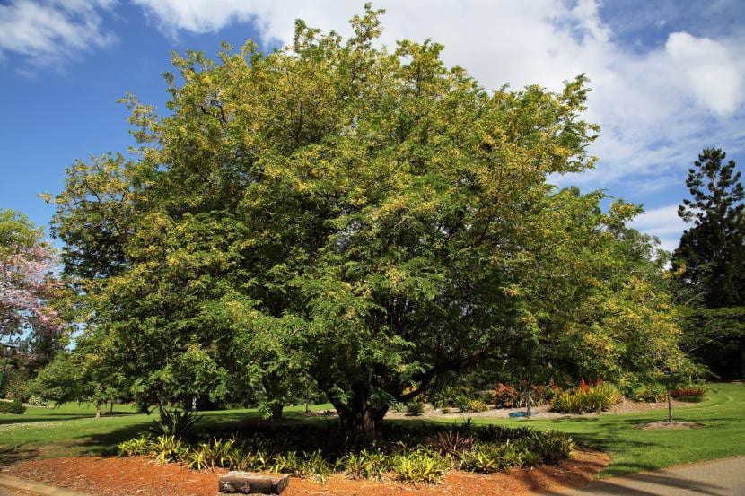 Árbol de tamarindo adulto con su copa amplia
