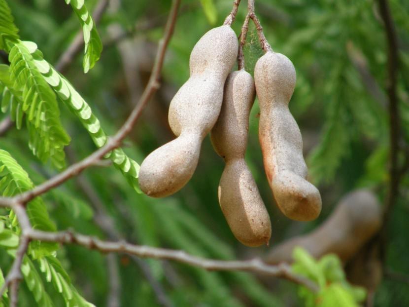 Vainas de tamarindo maduras con la cáscara quebradiza