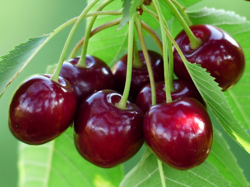 Cerezo cargado de cerezas maduras
