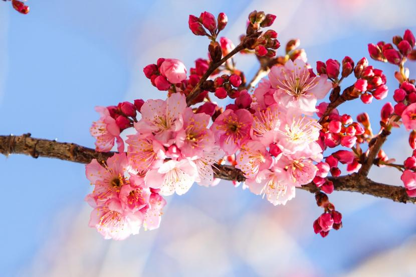 Flores de cerezo en primavera