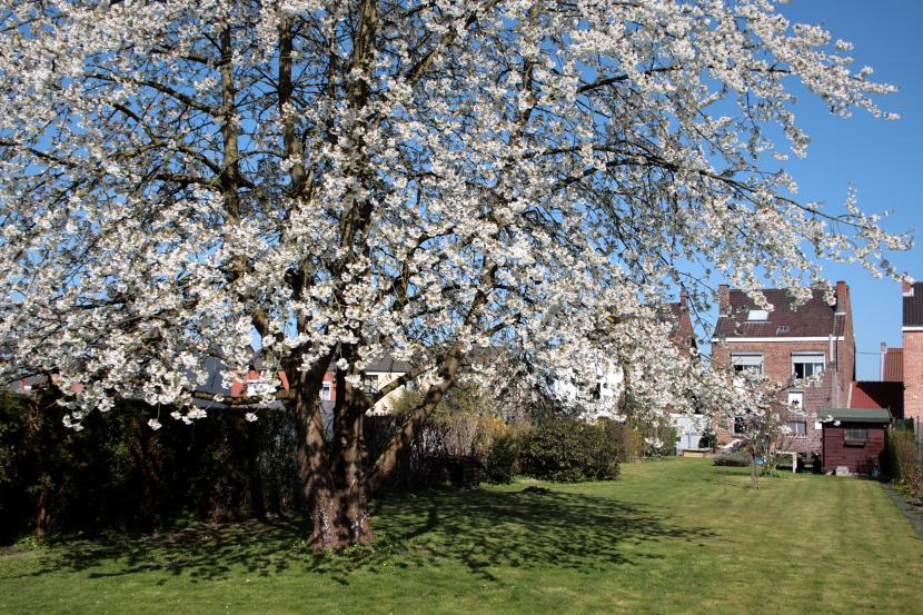 Cerezo en plena floración