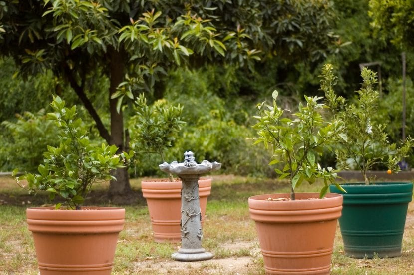 Kumquat cultivado en maceta con frutos