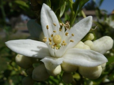 Flores de azahar abiertas en la rama de un naranjo