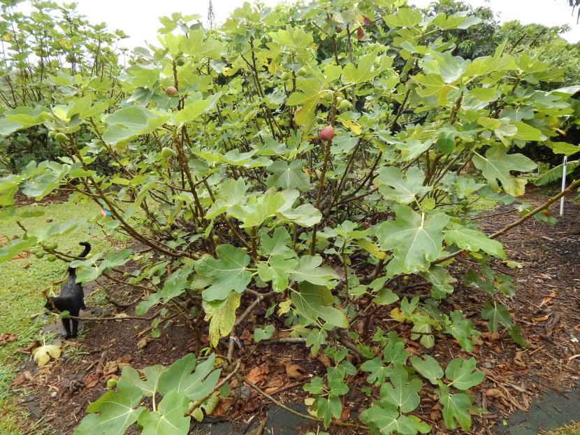 Hojas y frutos de Ficus carica