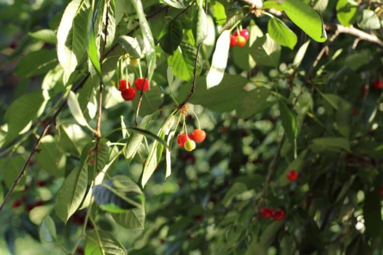 Cerezas maduras listas para recolectar