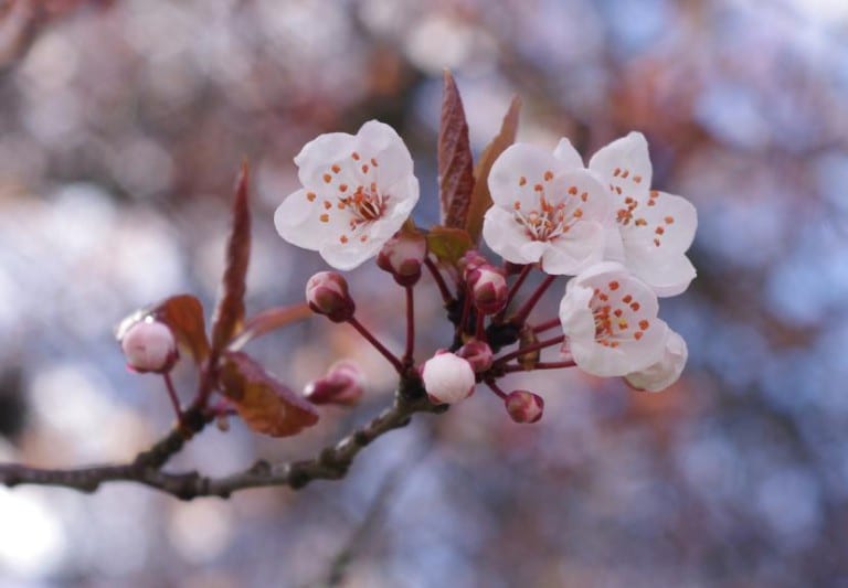 Cerezo en flor a comienzos de primavera