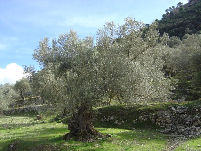 Cómo podar un olivo: formación, producción y bonsái