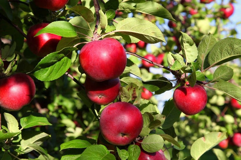 Manzano cargado de fruta en un huerto