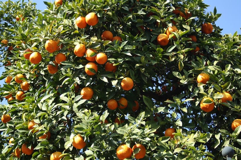 Naranjo con fruta madura en el árbol
